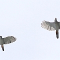 Grey Goshawks over Edge Hill again (female larger than male)<br />Canon 7D + EF400 F5.6L